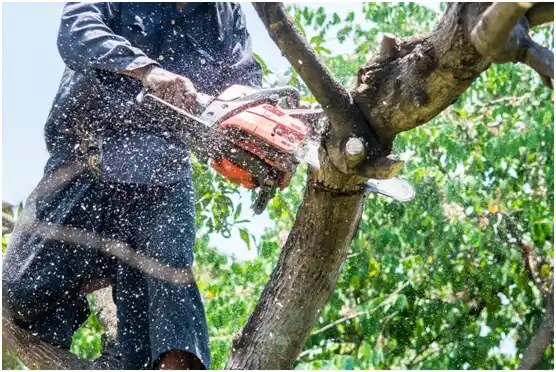 tree services Elsinore